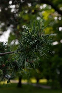 Pine Cones (Rosendal) Stock Photos