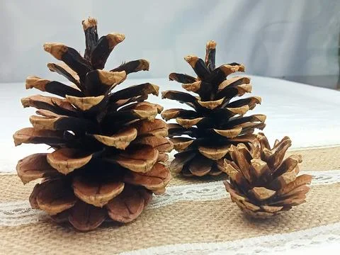 Pine cones on rustic burlap with lace Stock Photos