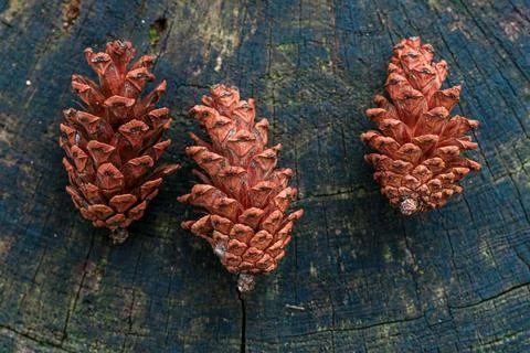 Pine Cones on Rustic Wooden Surface Stock Photos