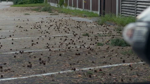 Pine cones scattered across worn parking lane with blurred vehicle edge, curb Stock Footage 344968904