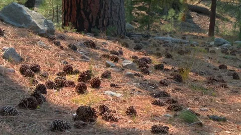 Pine cones scattered among dry pine needles and rocks on conifer forest floor Stock Footage 340503961