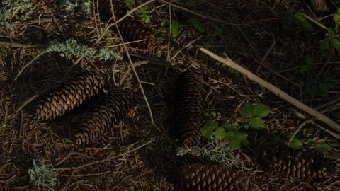 Pine Cones Scattered on Forest Floor Stock Footage 286241408