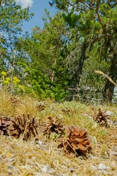 Pine cones scattered on forest floor under clear blue sky in summer surroun.. Stock Photos