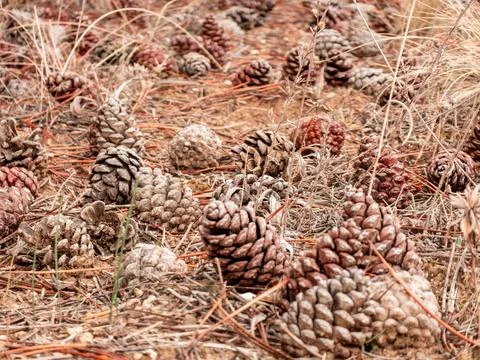 Pine cones scattered on the forest floor in autumn Stock Photos