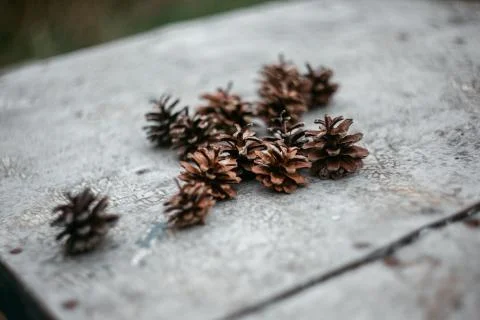 Pine cones in the scenery of the city Stock Photos