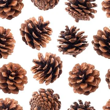 Pine cones seamless pattern, fir tree cones isolated on white background closeup Foto stock