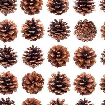 Pine cones seamless pattern, fir tree cones isolated on white background closeup Stock Photos