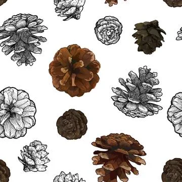 Pine cones seamless pattern isolated on white bacground. Stock Illustration