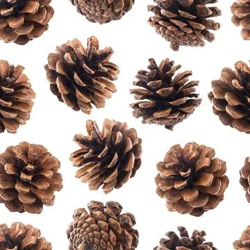 Pine cones seamless pattern Pine cones seamless pattern, fir tree cones is... Stock Photos
