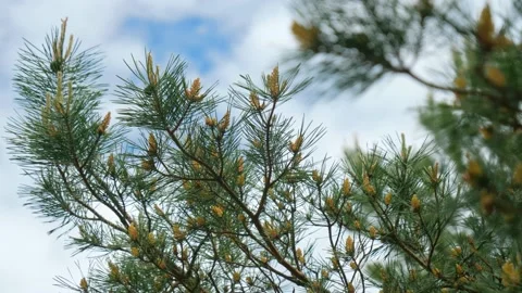Pine Cones On The Seaside Pine Video stock 132323773