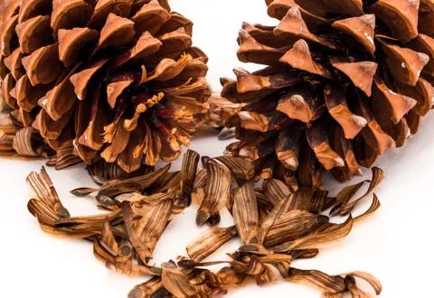 Pine cones &amp; seeds Stock Photos