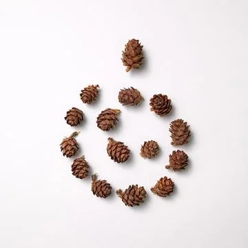 Pine cones in the shape of a cones presented on a gray background with copy.. Stock Photos