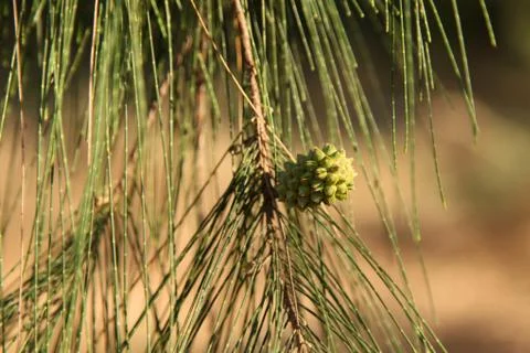  pine cones from She oak Foto stock
