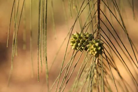 pine cones from She oak Stock Photos