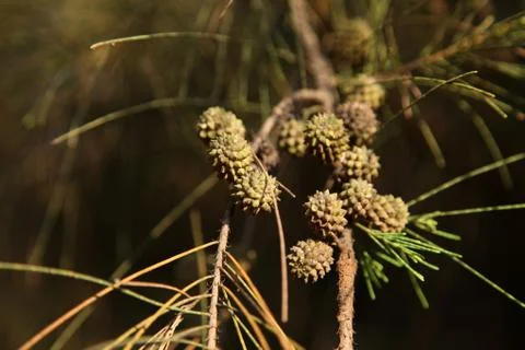  pine cones from She oak Foto stock