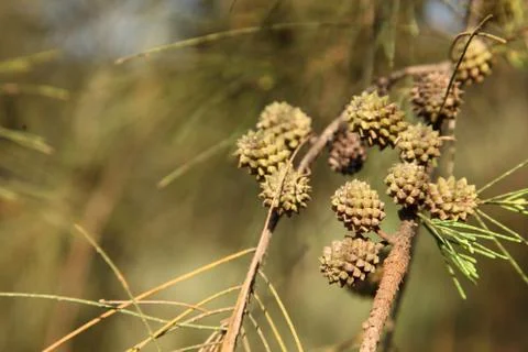  pine cones from She oak Stock Photos