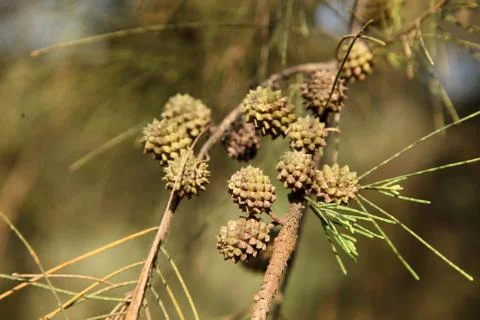  pine cones from She oak Stock Photos