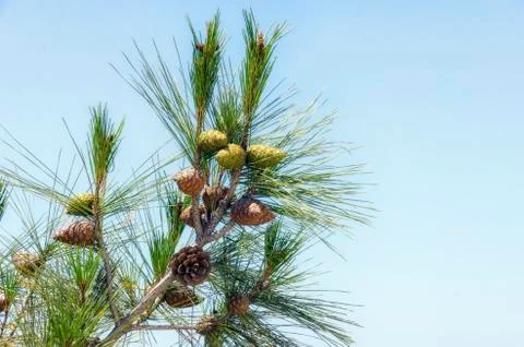 Pine cones on the sky background Foto stock
