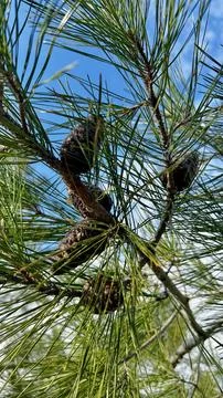 Pine cones sky Stock Photos