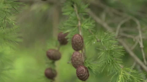 Pine cones slow motion close up Stock Footage 246340770