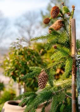 Pine Cones on a Small Christmas Tree in Bright Sunlight Foto stock