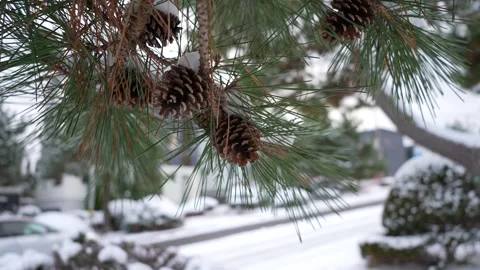 Pine cones in snow Close-up in Hakodate streets during the snow Hakodate Japan 動画素材 325631992