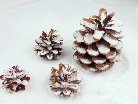 Pine Cones in Snow with Copy Space on White Winter Background Stock Photos