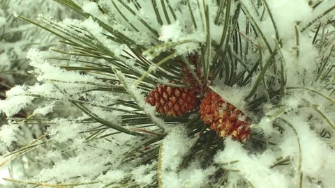 Pine Cones in the Snow Video stock 83900800