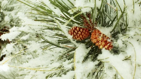 PINE CONES IN THE SNOW Video stock 84924265