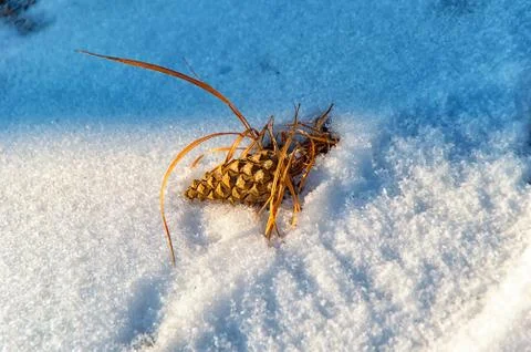 Pine cones in the snow Foto stock