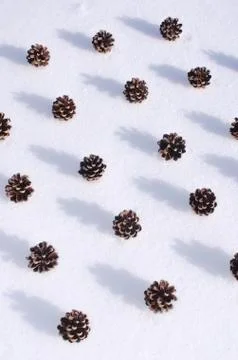 Pine cones in the snow Stock Photos