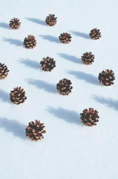 Pine cones in the snow Fotos de archivo
