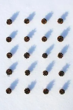 Pine cones in the snow Fotos de archivo