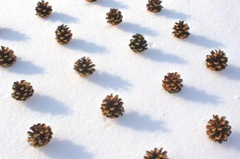 Pine cones in the snow Fotos de archivo