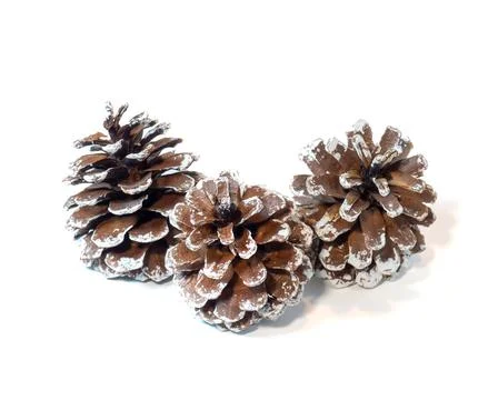 Pine cones in the snow. Stock Photos