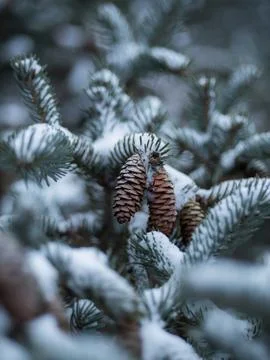 Pine cones in a snowcovered pine tree Stock Photos