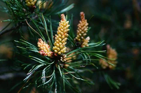 Pine cones, spring bears, may forests Stock Photos