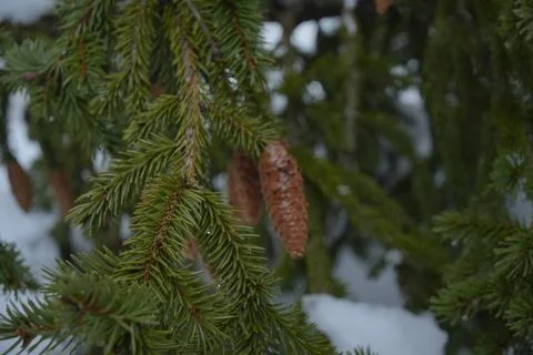Pine Cones on Spruce Branches in Winter Forest Stock Photos