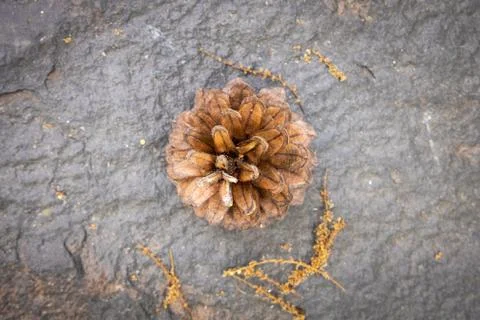 Pine cones on stone in summer forest. Stock Photos