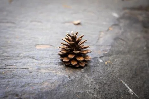 Pine cones on stone in summer forest. Stock Photos