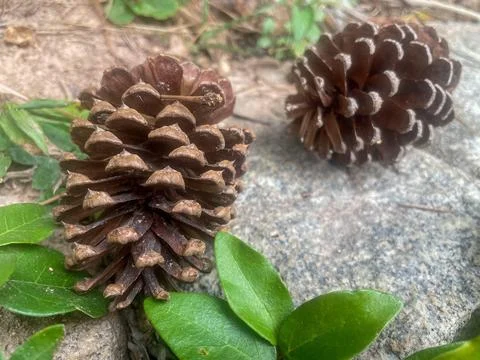 Pine cones on stone surface Stock Photos