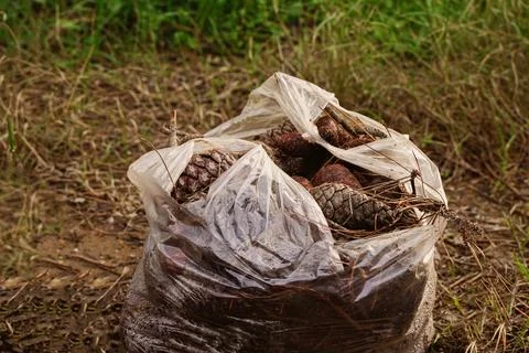 Pine cones stuffed in a bag in the forest Stock Photos