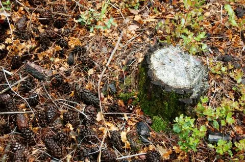 Pine cones by stump on forest floor Stock-Fotos