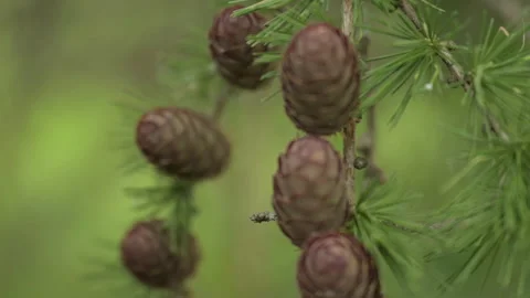 Pine cones summer Stock Footage 246340971