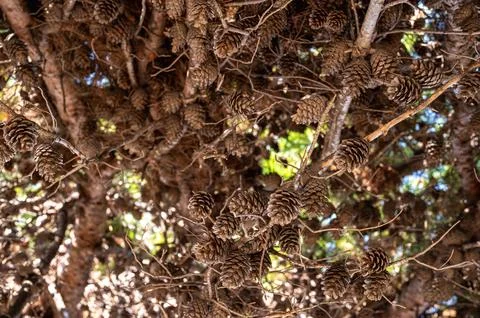 Pine Cones In Sunlit Evergreen Branches Stock Photos