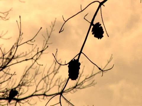 Pine Cones at Sunset Stock-Footage 309525