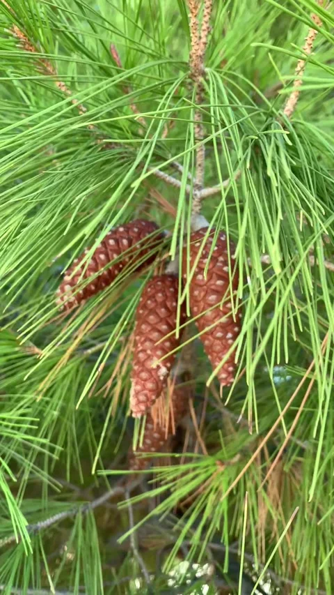 Pine cones swaying gently in the wind on a Mediterranean tree Stock Footage 306579063