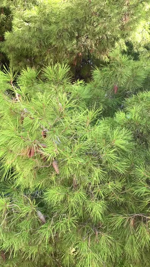Pine cones swaying gently in the wind on a Mediterranean tree Stock Footage 306579117