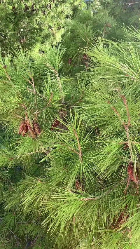 Pine cones swaying gently in the wind on a Mediterranean tree Stock Footage 306579126