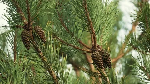 Pine cones swaying in the wind Stock Footage 81514590